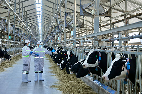Large & Medium Dairy Farms