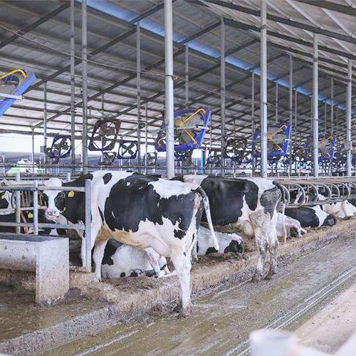 Dairy Farm